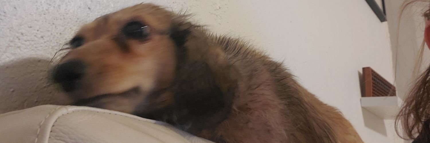 laila's pack 🐶🐶🐱🏳️‍🌈🏳️‍⚧️ banner