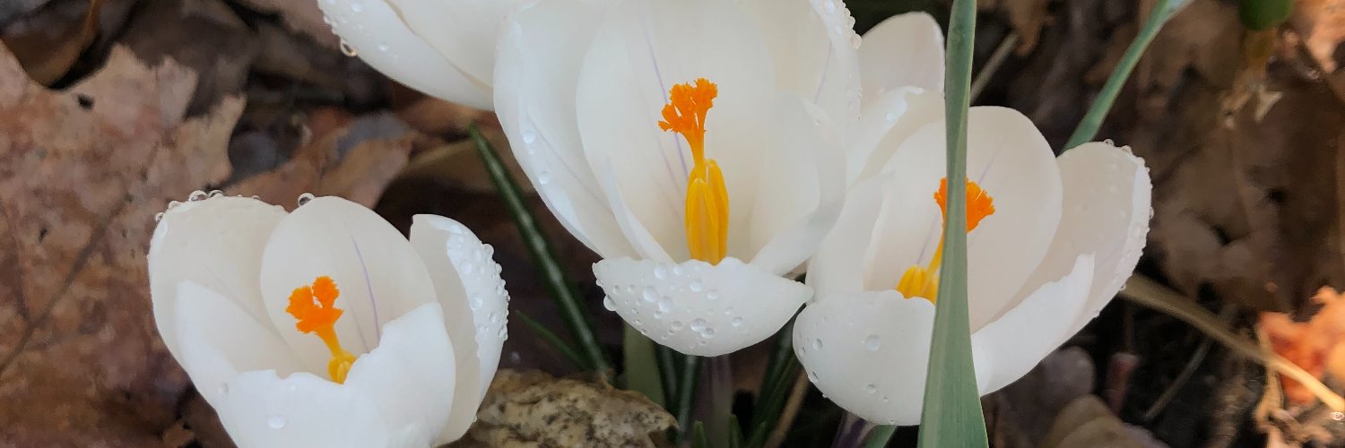 MLevNews's profile banner image