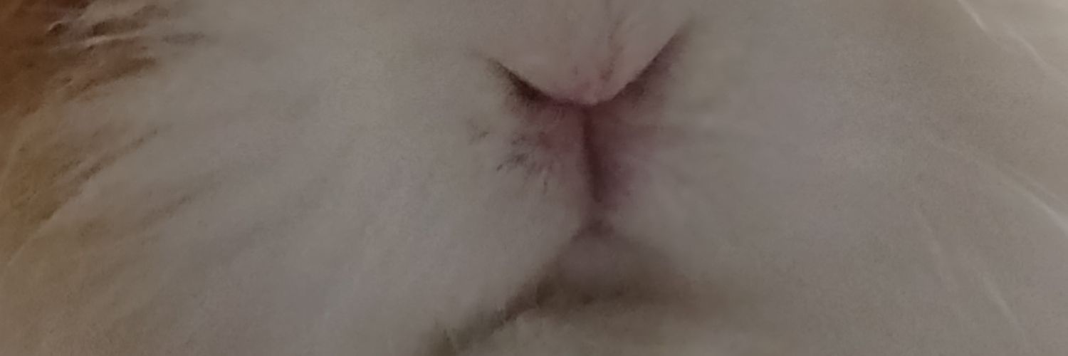 puccaop's profile banner image