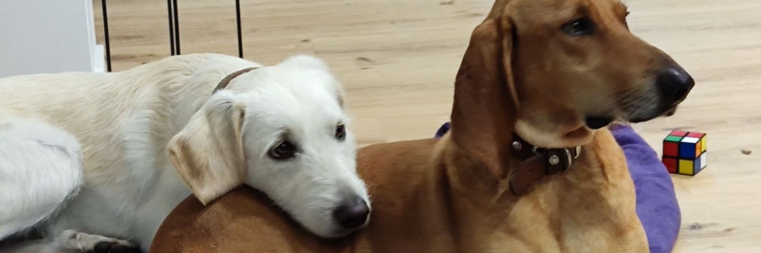 schrunni's profile banner image