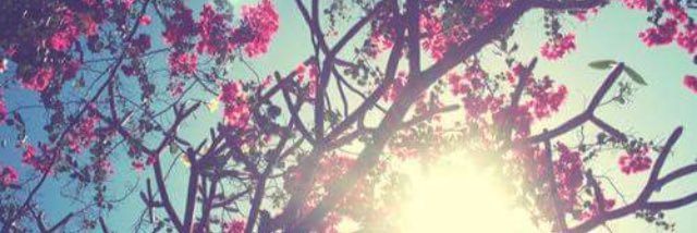 Chaaannell_'s profile banner image