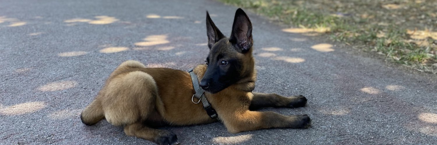 Diogo Pereira banner