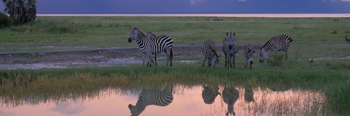 ZSL Instant Wild banner