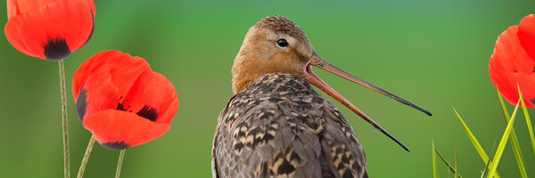 volgCCHW Profile Banner