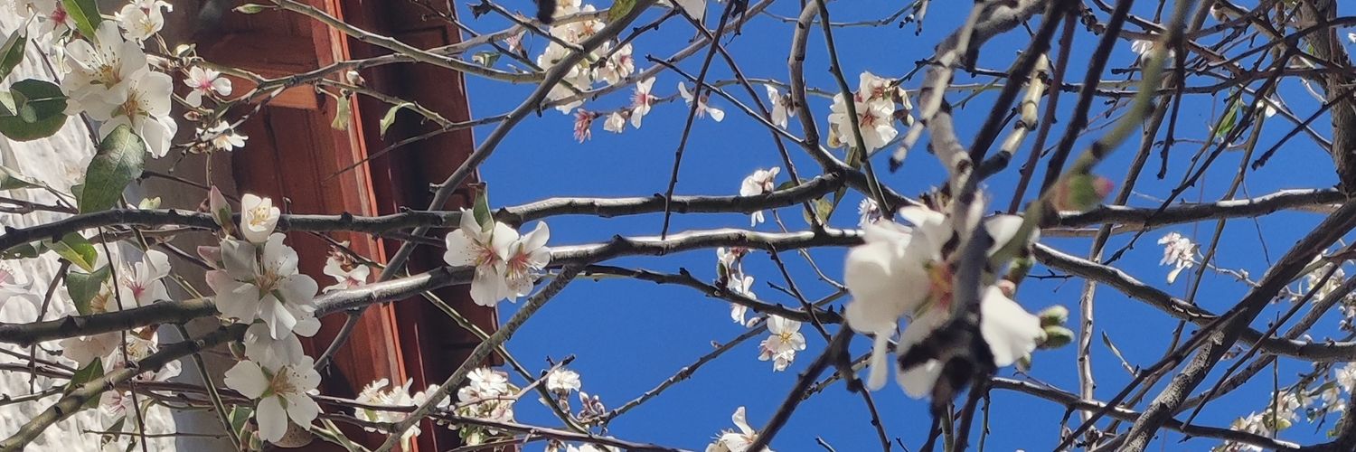 RahimeSaracoglu's profile banner image