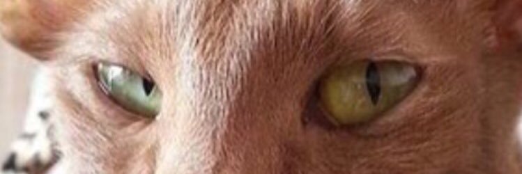 SamuelChandler1's profile banner image