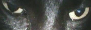 cesspoolcastle banner