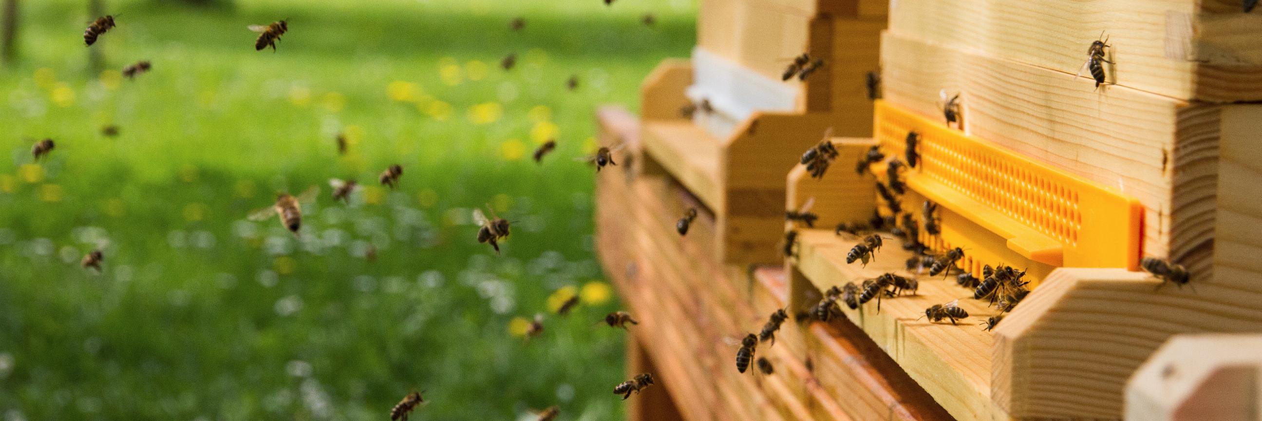 openhivemanager's profile banner image