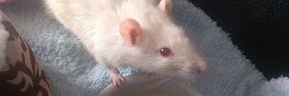 libraryrat16's profile banner image