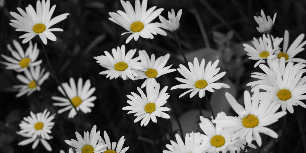 PCLema's profile banner image