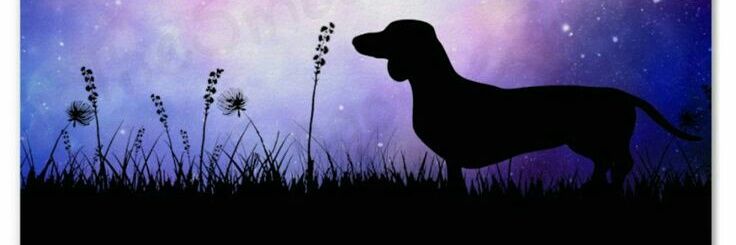 cieloporti's profile banner image