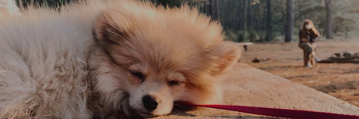 Ximenapeley's profile banner image