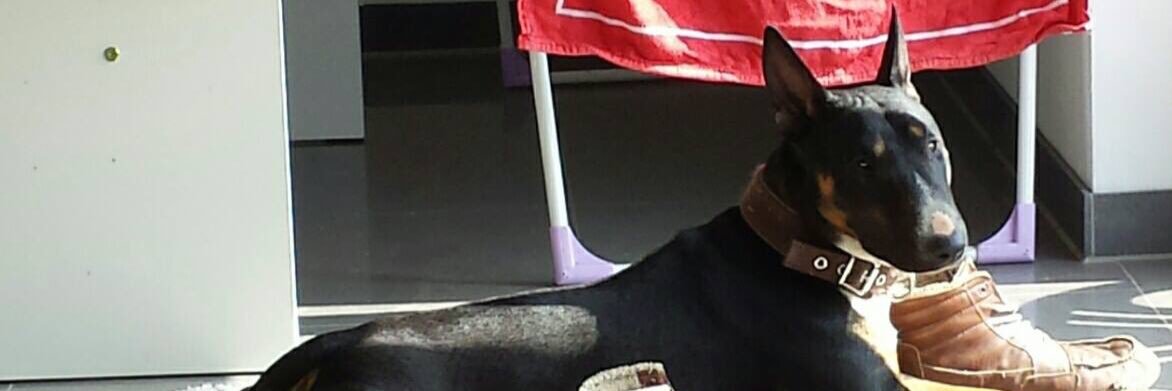 bobbyminibulli's profile banner image