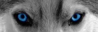 Zarafiu62's profile banner image