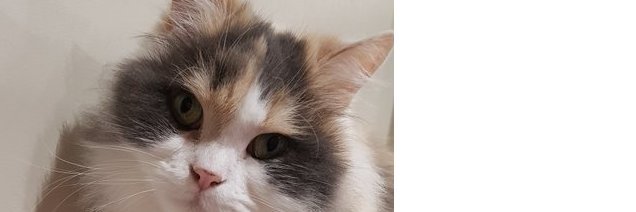 bourouin's profile banner image
