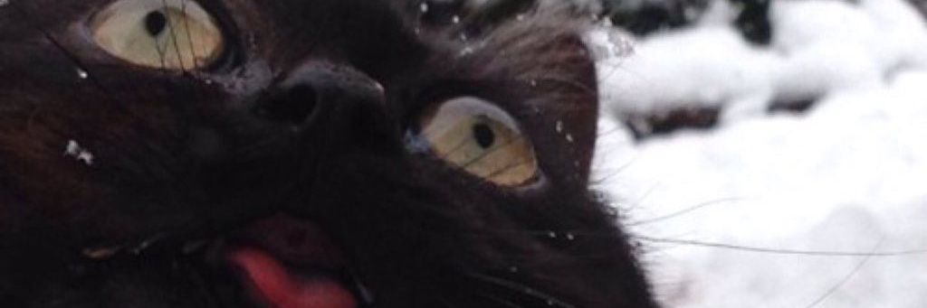 Starlidae's profile banner image