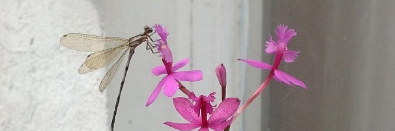 Silvia Moraga banner