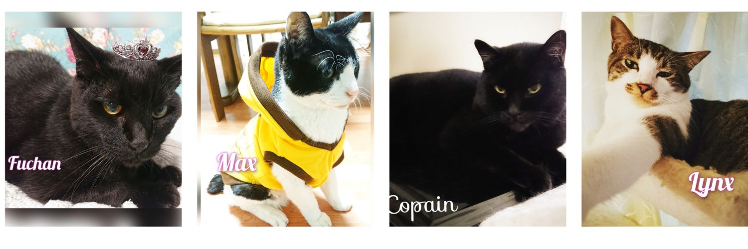 流星ブラン🐱&4Cats🐈‍⬛🐈🪐🌕 banner