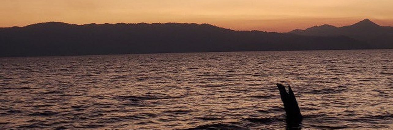 trol503sv's profile banner image