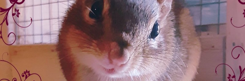 cherrypanther's profile banner image