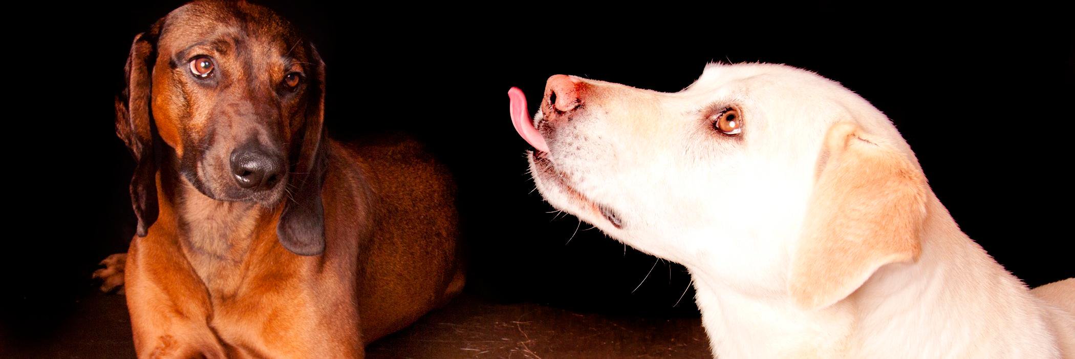 BeasleyPetCo's profile banner image