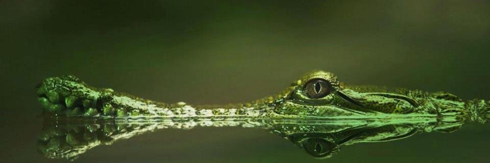 ferhat_budak's profile banner image