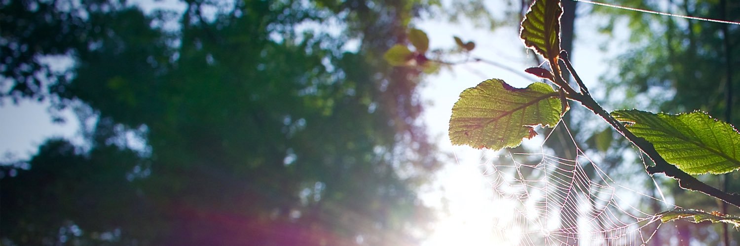 megapixelband's profile banner image