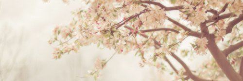 SIN_Nadezhda's profile banner image