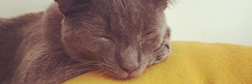 Jessica_Lou22's profile banner image