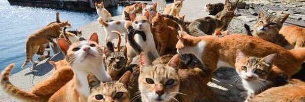 Tyger Freenote banner