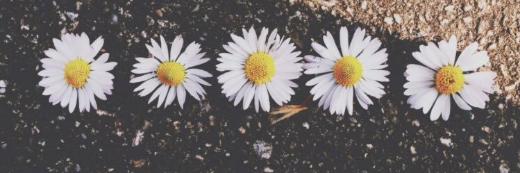 BrookeShaina's profile banner image