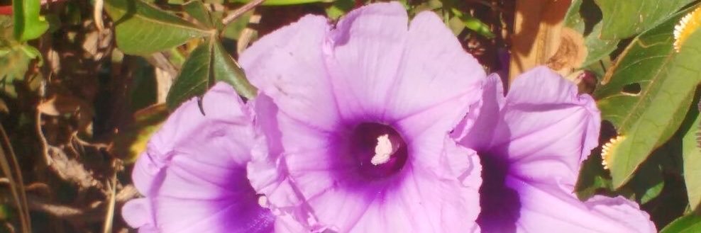 haiileygummyw's profile banner image