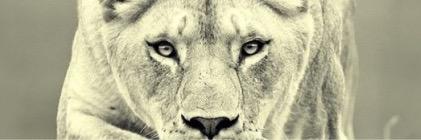 cdrank45's profile banner image