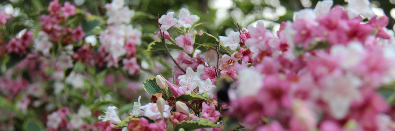 morghan_manuel's profile banner image