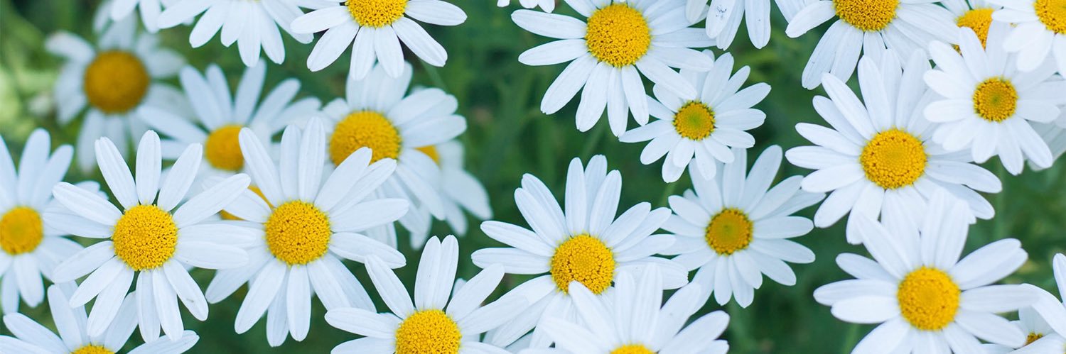 carlyjohnson_24's profile banner image