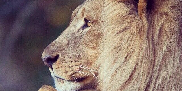 MiSS_LEBANON's profile banner image