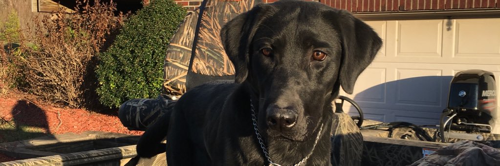 Kurt Schneider banner