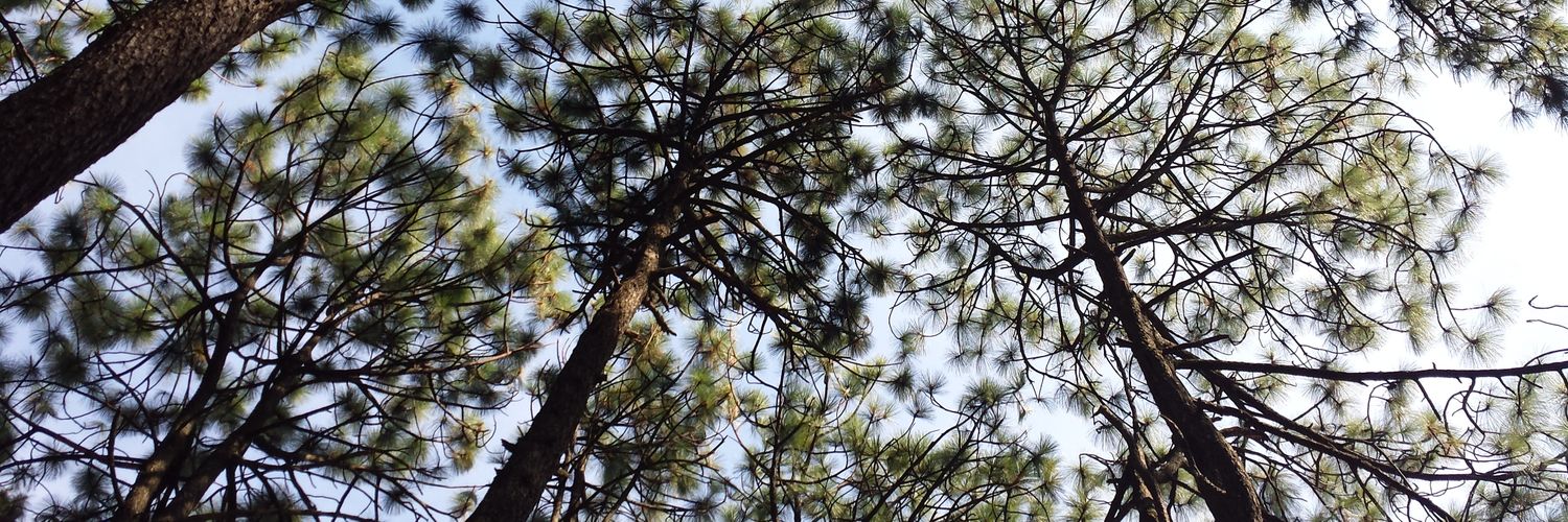 fernandaRrami's profile banner image