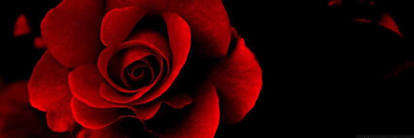 LeilaMoonModel's profile banner image