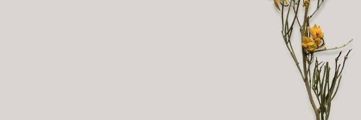 ArimaEmi's profile banner image
