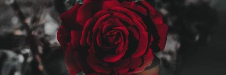 _amberlly's profile banner image