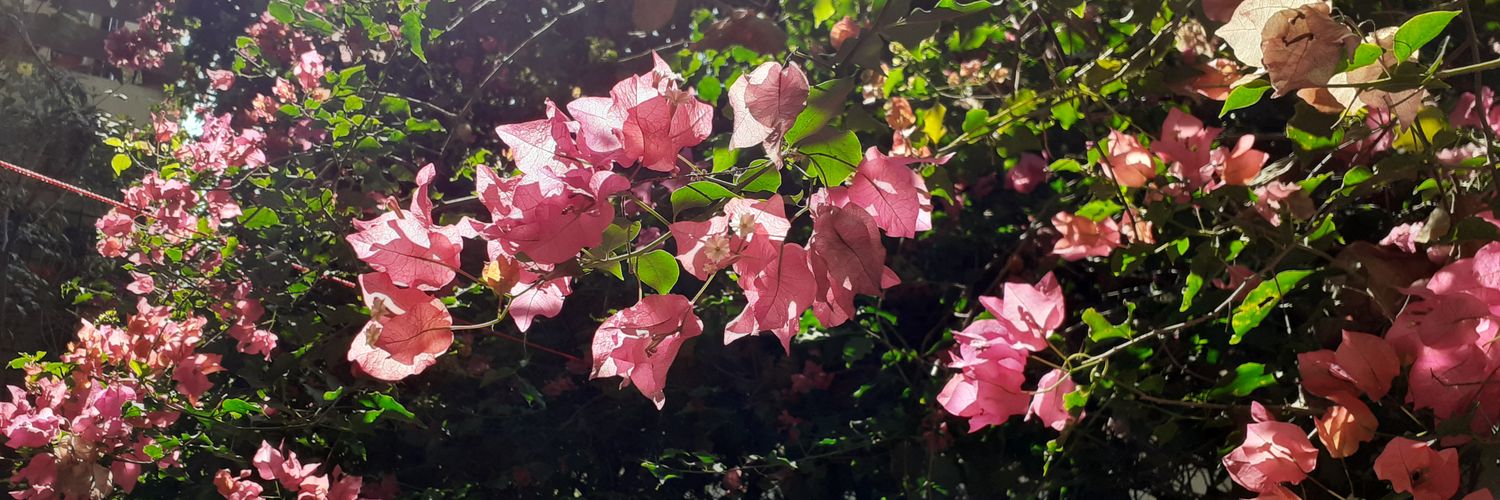 monvivre's profile banner image