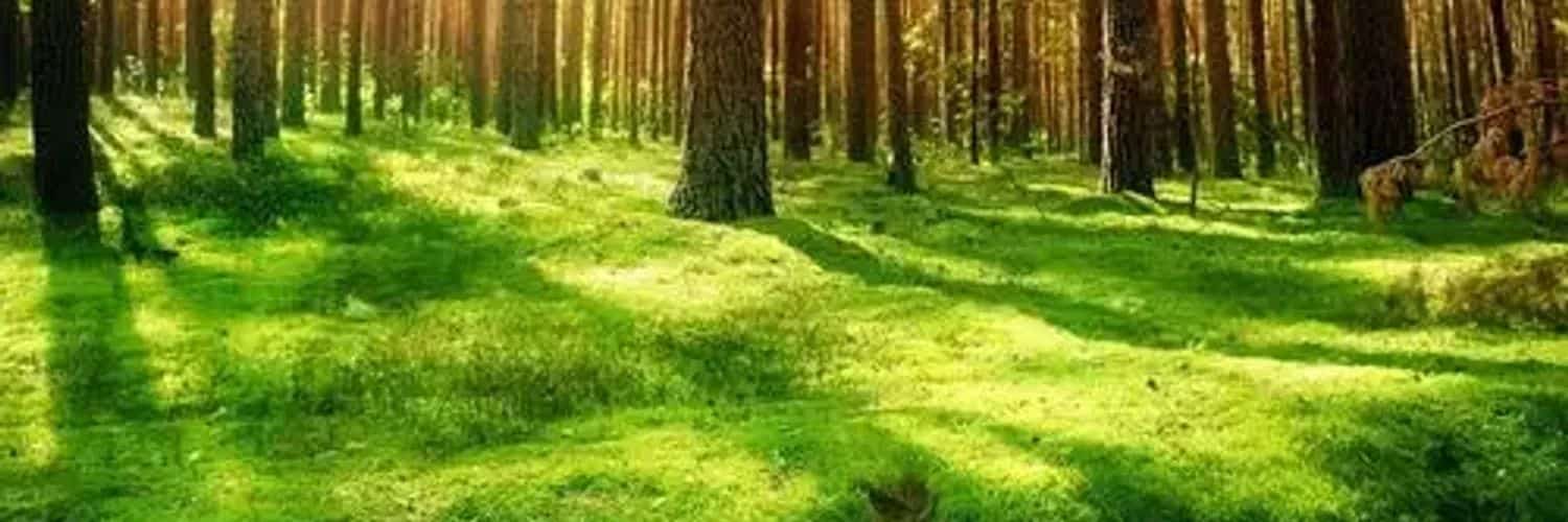 Matt_Sweet's profile banner image