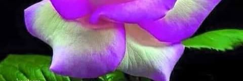 dahal_bp's profile banner image