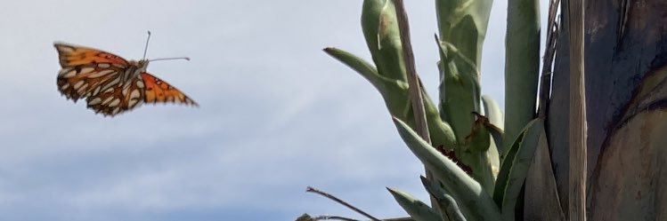 laumarie__'s profile banner image
