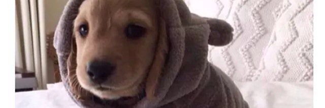 codama__'s profile banner image