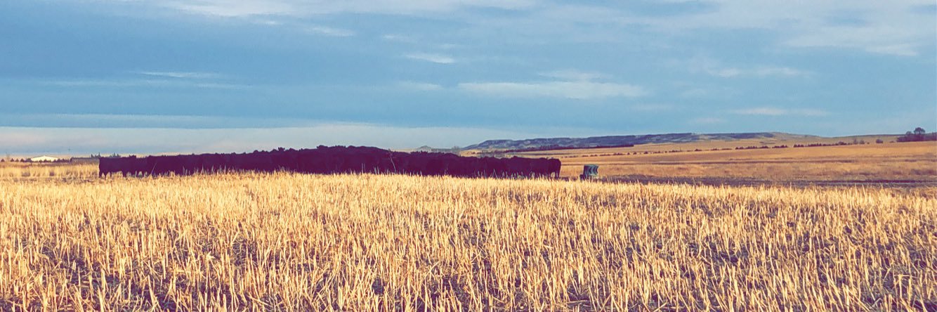 LSchroeder44's profile banner image