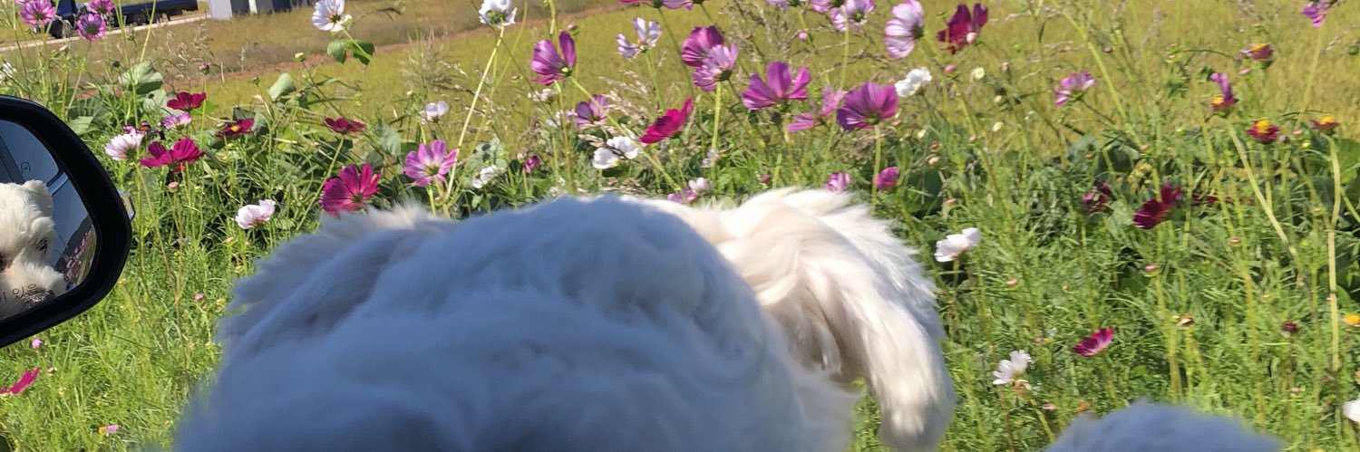 dpdnjs146's profile banner image