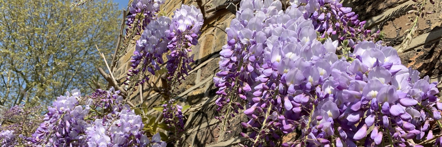 racheltopham's profile banner image