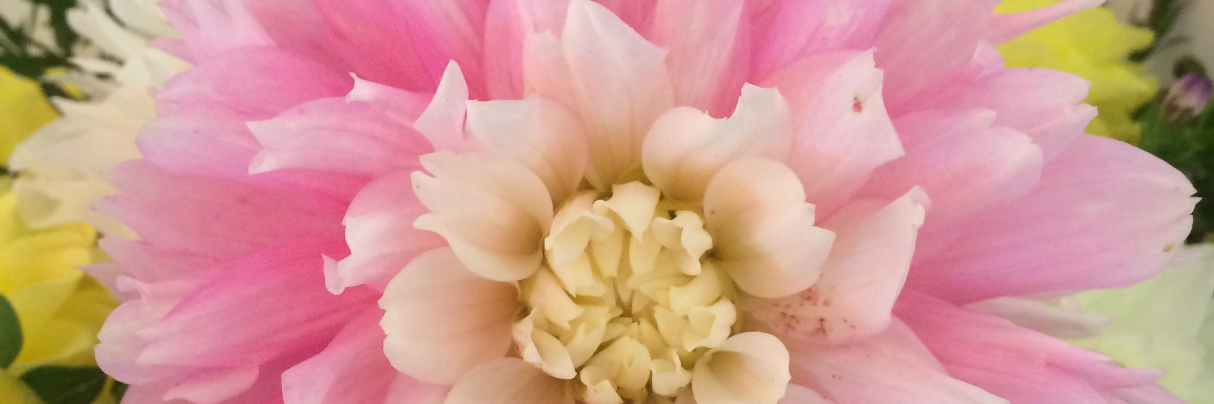 QuiltedLady's profile banner image